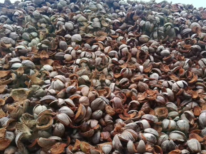 Vorteile der Verwendung von Gürteldehydratoren in Kokopeat -Coir -Verarbeitungsanlagen